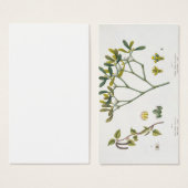 Birch (left) and Mistletoe (right), fig. 9 and 10 (Front & Back)