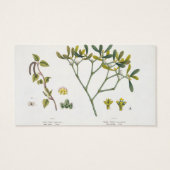 Birch (left) and Mistletoe (right), fig. 9 and 10 (Back)