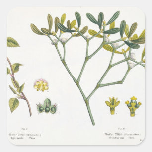 Birch (left) and Mistletoe (right), fig. 9 and 10 Square Sticker