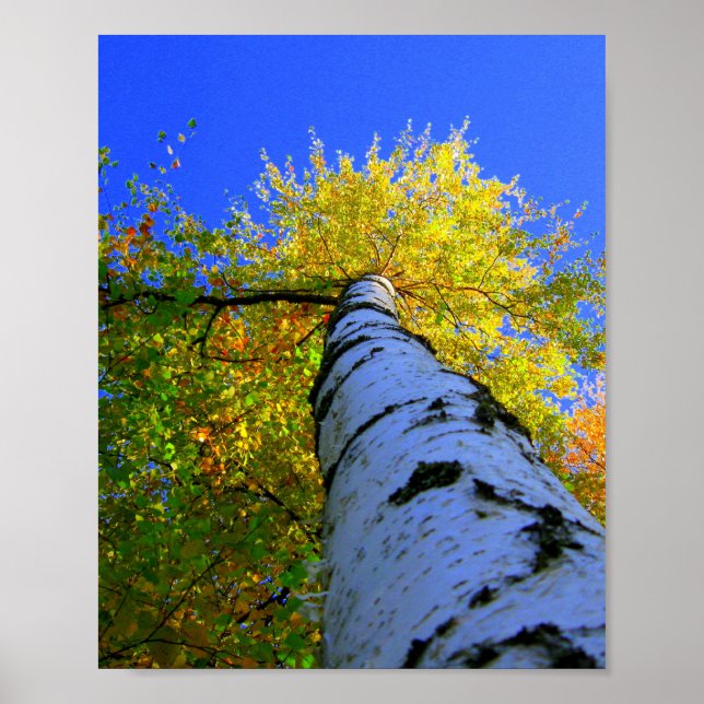 Birch on sunny summer day poster (Front)