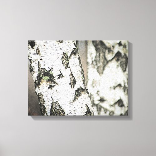 Birch Tree Bark Nature Photography Trees Canvas Print