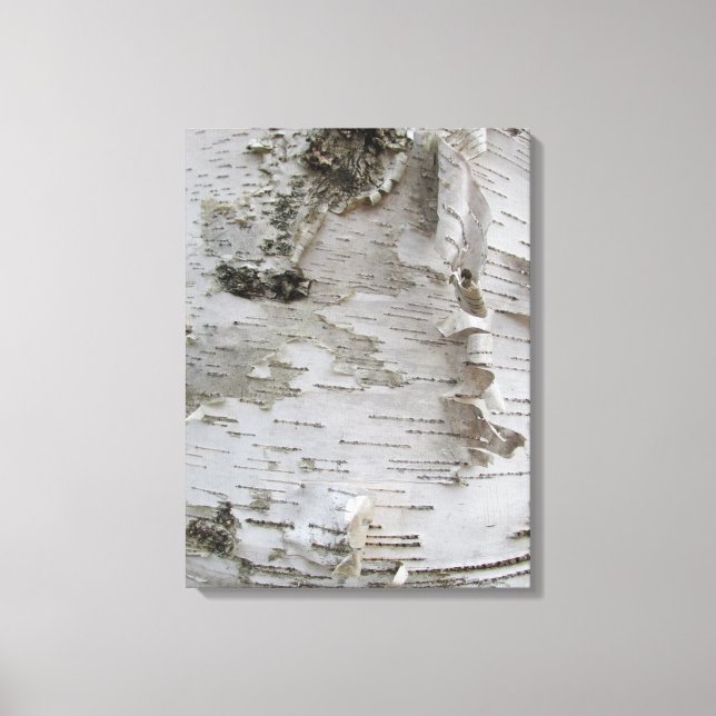 Birch Tree Bark Peeled Old Photo Art Canvas Print (Front)