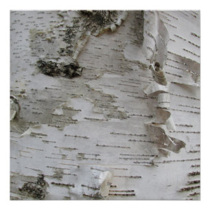 Birch Tree Bark Peeled Old Photo Art Poster