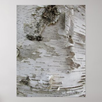 Birch Tree Bark Peeled Old Photo Art Poster by warrior_woman at Zazzle
