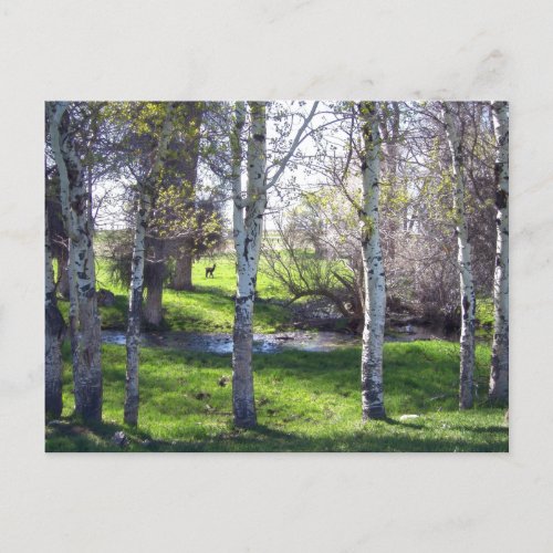 Birch Tree Beauty Postcard