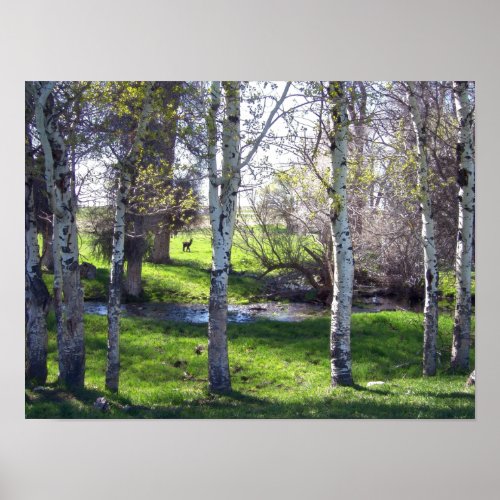 Birch Tree Beauty Poster