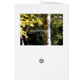Birch Tree Cards (Back)