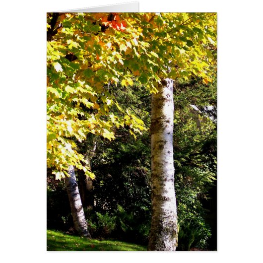 Birch Tree Cards (Front)