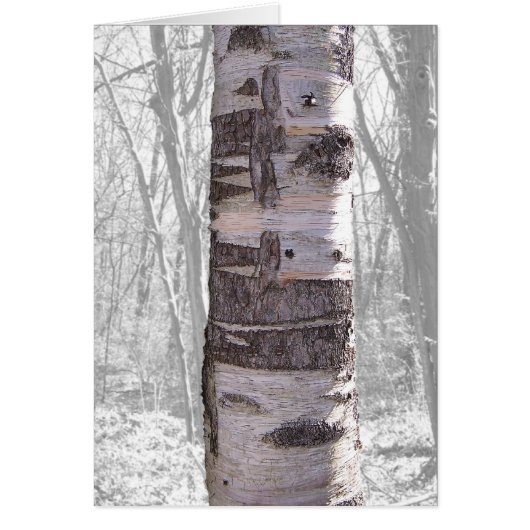 Birch Tree Cards (Front)
