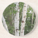 Birch Tree Coaster<br><div class="desc">Beautiful birch trees adorn this drink coaster.</div>