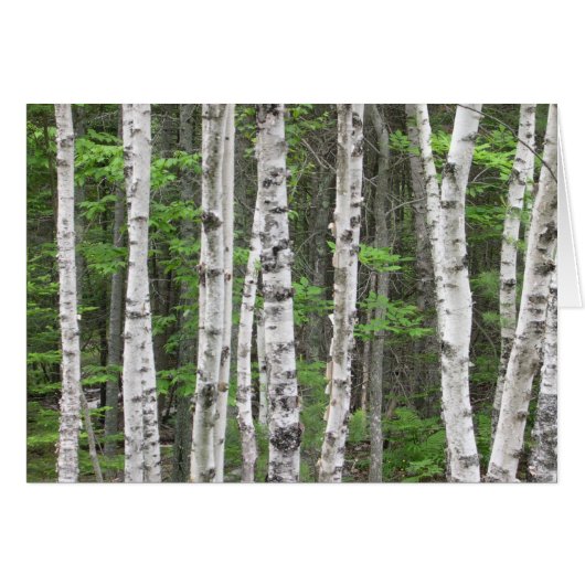Birch Tree Forest, Maine Cards (Front Horizontal)