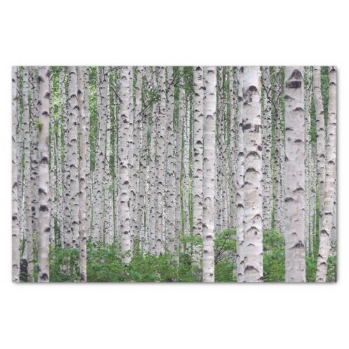 Birch Tree Forest Nature Tissue Paper