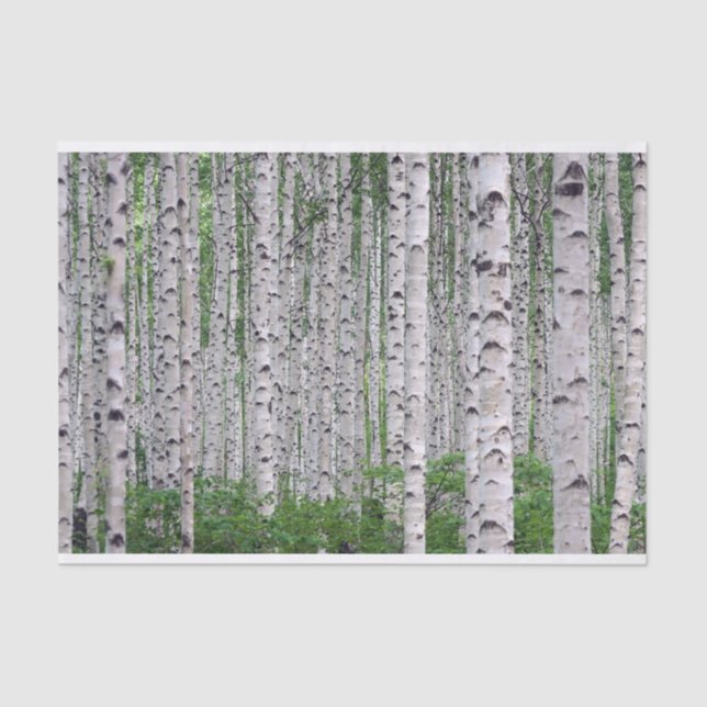 Birch Tree Forest Nature Tissue Paper (Front)