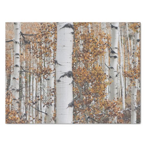 Birch Tree Forest Tissue Paper