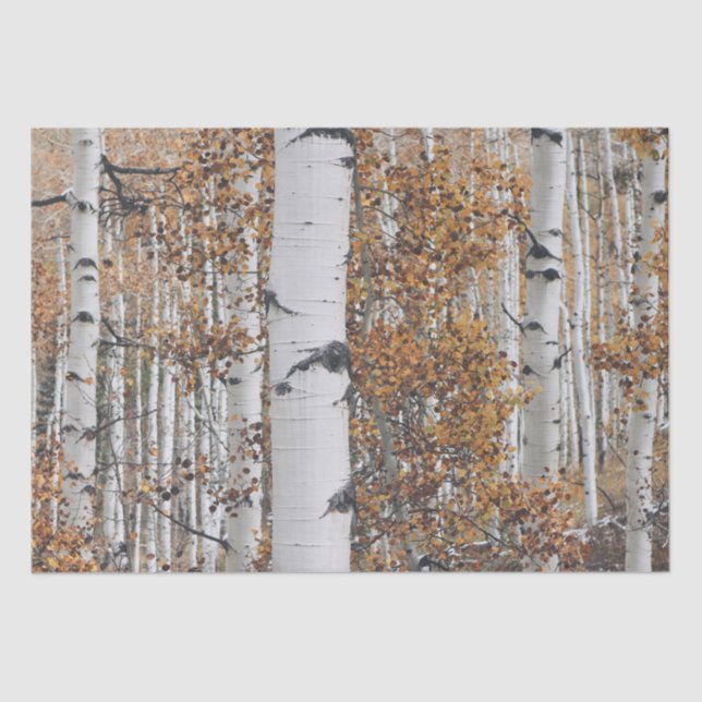 Birch Tree Forest Tissue Paper (Front)