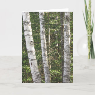 Birch Tree Greeting Card