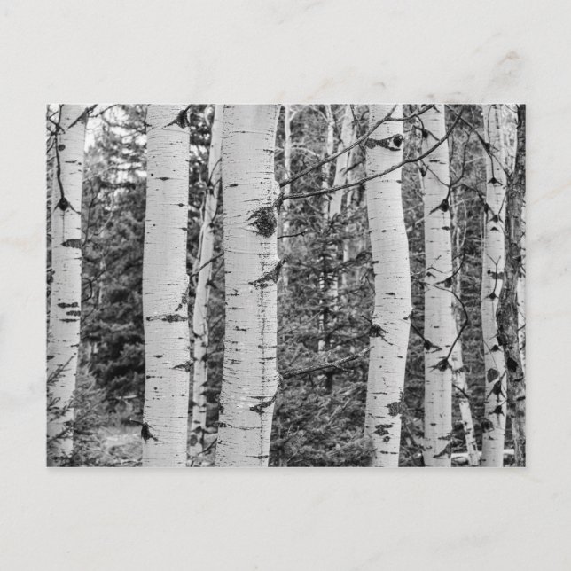 Birch Tree In Woods Postcard (Front)