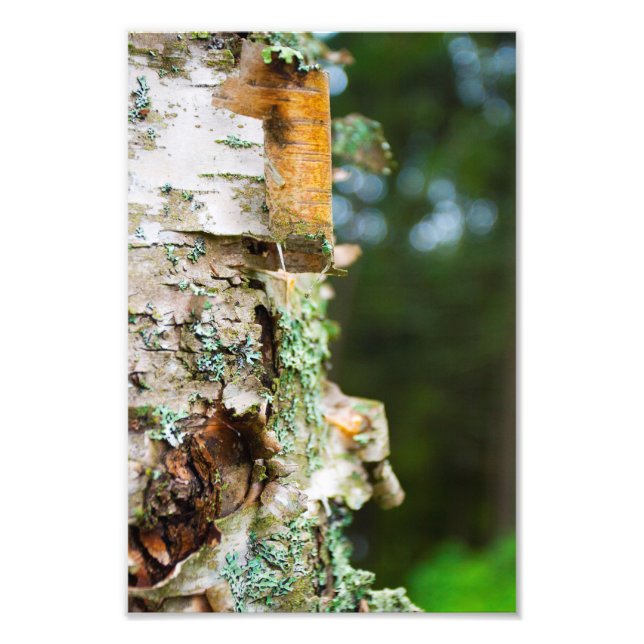 Birch tree peeling bark, Maine Photo Print (Front)