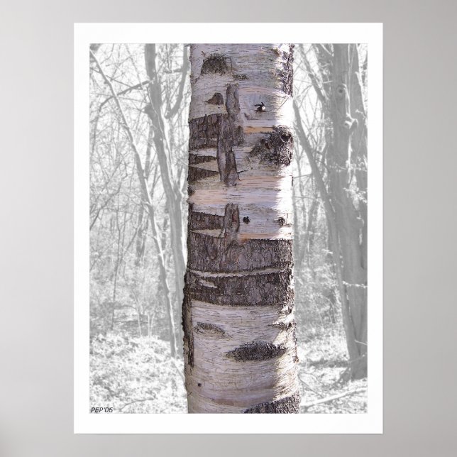 Birch Tree Poster (Front)