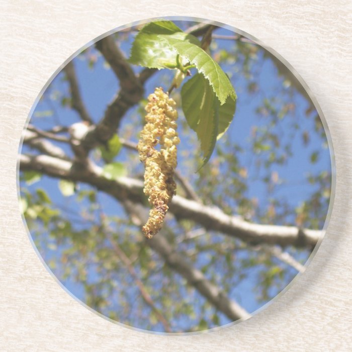 Birch Tree Seed Pods Coaster