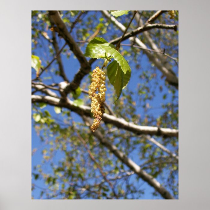 Birch Tree Seed Pods Poster