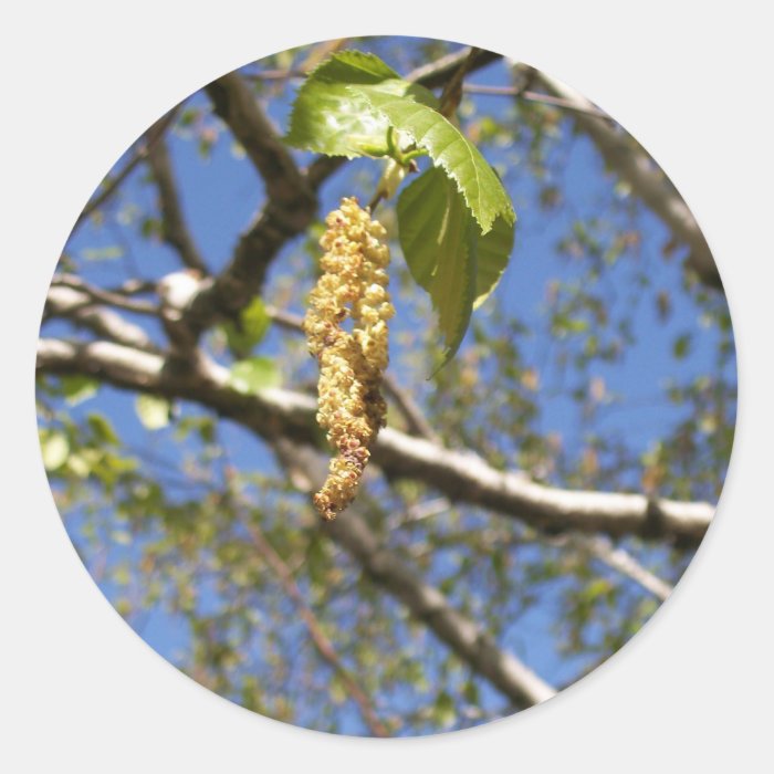 Birch Tree Seed Pods Stickers