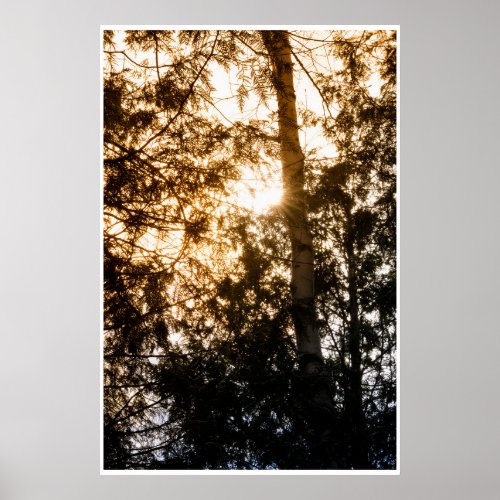 Birch Tree Silhouette Sun Rays Forest Poster