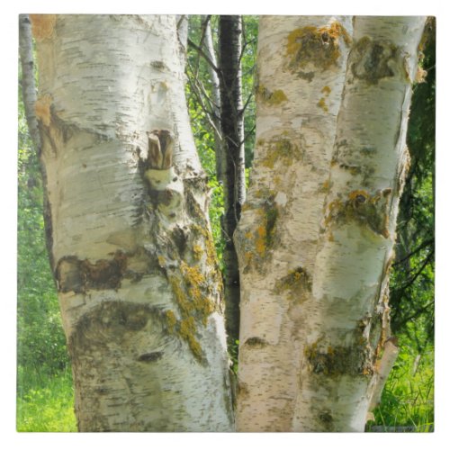 Birch Tree Tile