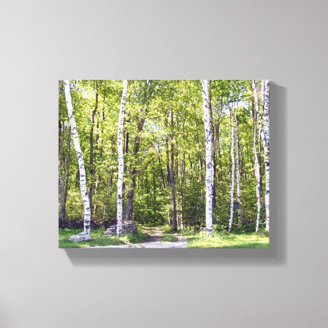 Birch Tree Woods Wrapped Canvas Print (Front)