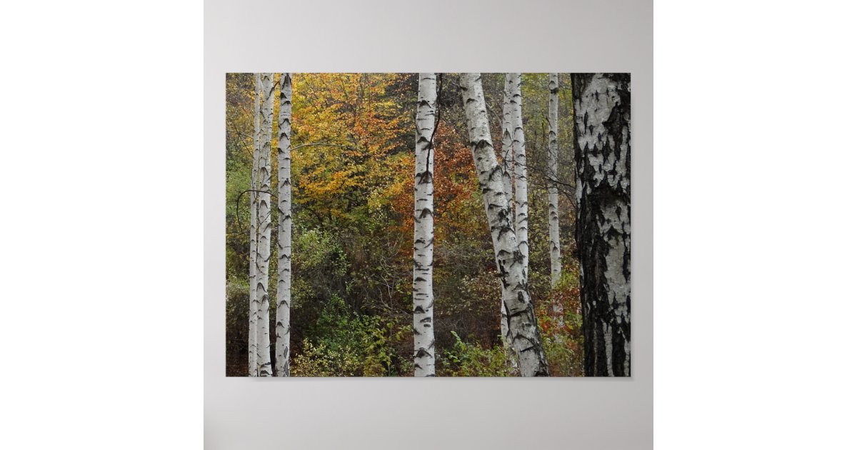 Birch Trees Autumn Photo Value Poster Paper | Zazzle