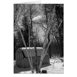 Birch Trees in B&W in snow Cards