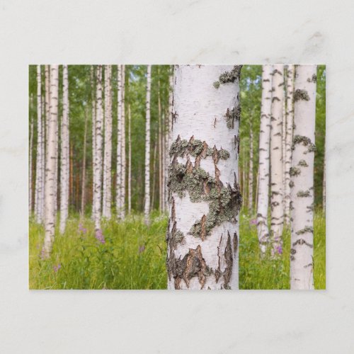 birch trees in Finnish forests Postcard