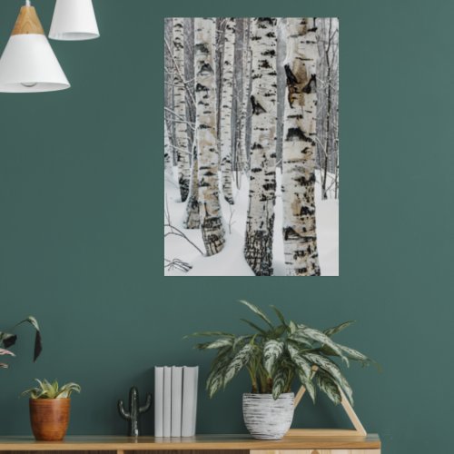 Birch Trees In Snow Poster