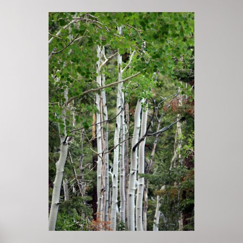 Birch Trees Mount Charleston Nevada Poster