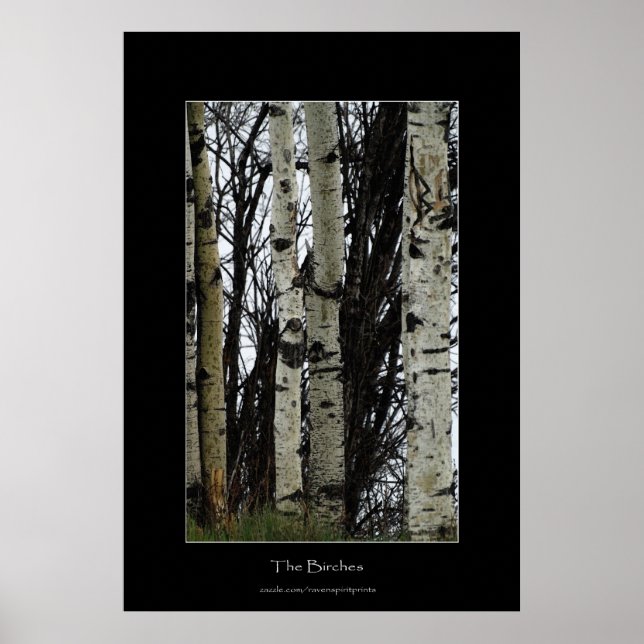 Birch Trees Wilderness Forest Photo Print (Front)