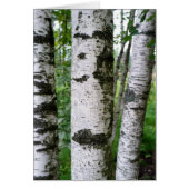 Birch trunk (Front)