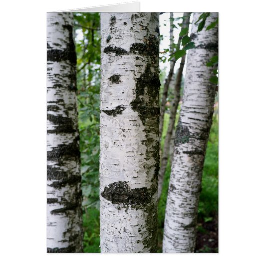 Birch trunk cards (Front)