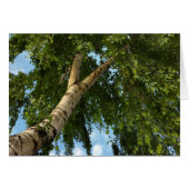 birch umbrella (Front Horizontal)