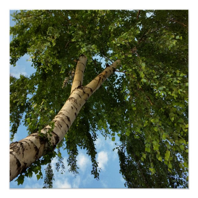 birch umbrella poster (Front)