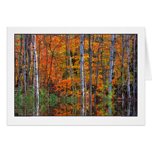 Birches in Highwater Cards (Front Horizontal)
