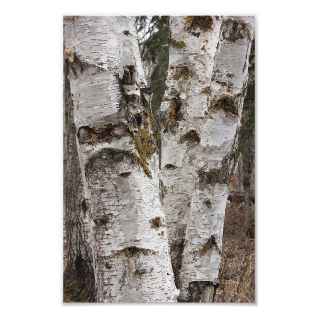 Birches Photo Print (Front)