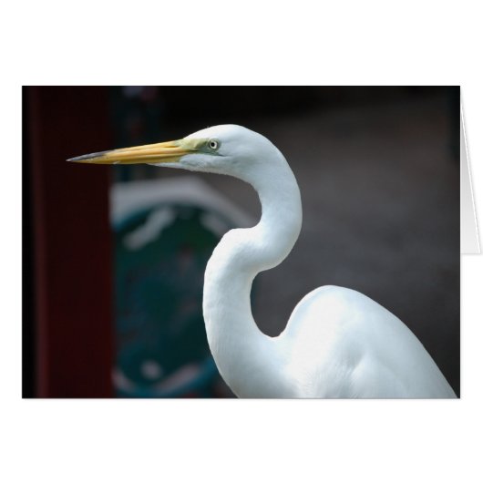 Bird (Front Horizontal)