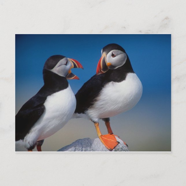 bird a pair of puffins postcard (Front)