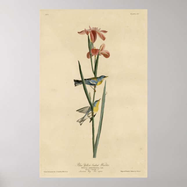 Bird, America, Blue Yellow Backed Warbler, Audubon Poster (Front)