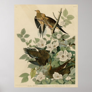 Bird, America, Carolina Turtle Dove, Audubon, Vint Poster