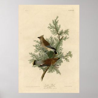 Bird, America, Cedar Bird, Audubon, Vintage Poster