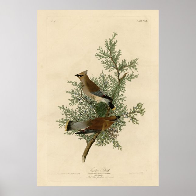 Bird, America, Cedar Bird, Audubon, Vintage Poster (Front)