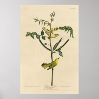 Bird, America, Children Warbler, Audubon, Vintage Poster