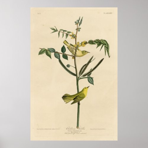 Bird America Children Warbler Audubon Vintage Poster