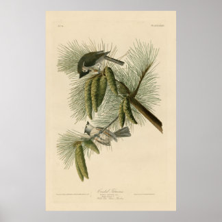 Bird, America, Crested Titmouse, Audubon, Vintage Poster